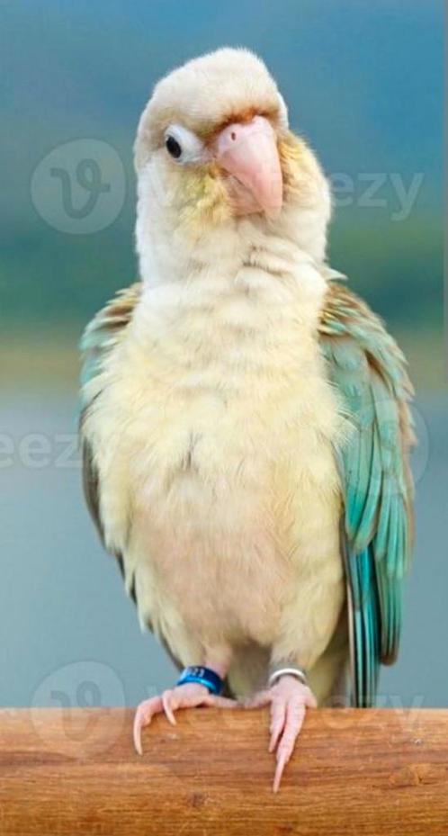 Oiseaux, Dieren en Toebehoren, Vogels | Hokken en Kooien, Ophalen