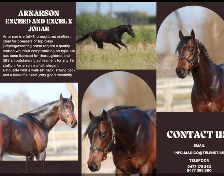 Étalon approuvé, Animaux & Accessoires, Chevaux & Poneys | Étalons & Juments poulinières, Étalon