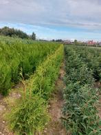 Thuja brabant, Tuin en Terras, Planten | Struiken en Hagen, Ophalen of Verzenden, Conifeer