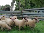 Rouge de l'ouest ram en ooilammeren, Dieren en Toebehoren, Mannelijk, Schaap