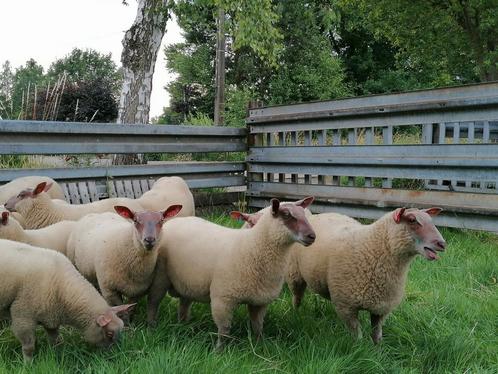 Rouge de l'ouest ram en ooilammeren, Dieren en Toebehoren, Schapen, Geiten en Varkens, Schaap, Mannelijk