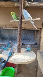 Perruchon et perruche, Animaux & Accessoires, Oiseaux | Perruches & Perroquets, Mâle, Perruche