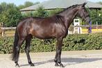 4 yo mare by So Perfect, Dieren en Toebehoren, Paarden, Merrie, B, Gechipt, Dressuurpaard