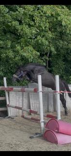 Mooie 3 jarige zangersheide ruin, Dieren en Toebehoren, Paarden, Springpaard, Gechipt, Ruin, Zadelmak