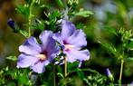 Hibiscus Syriacus Violet, Tuin en Terras, Volle zon, Eenjarig, Zomer, Ophalen