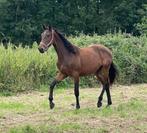 Beloftevolle 2 jarige Qannando merrie, Dieren en Toebehoren, Paarden, Onbeleerd, Springpaard, Merrie, 0 tot 2 jaar