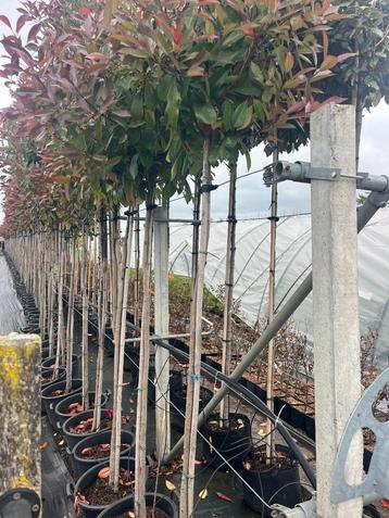 Photinia fraseri Red Robin op stam beschikbaar voor biedingen