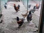 Brahma goudblauw, goudzwart en witgoudgezoomd, Dieren en Toebehoren, Pluimvee, Meerdere dieren, Kip