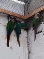 Pyrhurra's, Dieren en Toebehoren, Vogels | Parkieten en Papegaaien, Meerdere dieren, Parkiet, Geringd