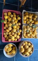 Gratis Kweeperen (zeker 50 kilo), Ophalen