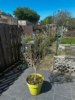 Olivier van Sicilië, Tuin en Terras, Ophalen, Olijfboom