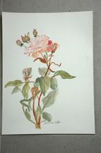 aquarel roos, Ophalen of Verzenden