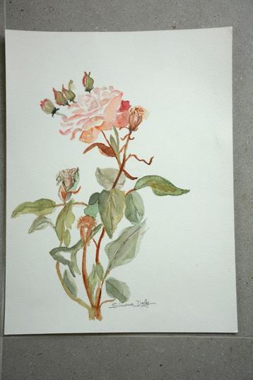 aquarel roos beschikbaar voor biedingen