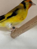 Agaatgele putterpop, Animaux & Accessoires, Oiseaux | Oiseaux Autre, Femelle, Oiseau chanteur sauvage, Bagué