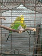 Koppel grasparkieten, Dieren en Toebehoren, Vogels | Parkieten en Papegaaien, Meerdere dieren, Parkiet