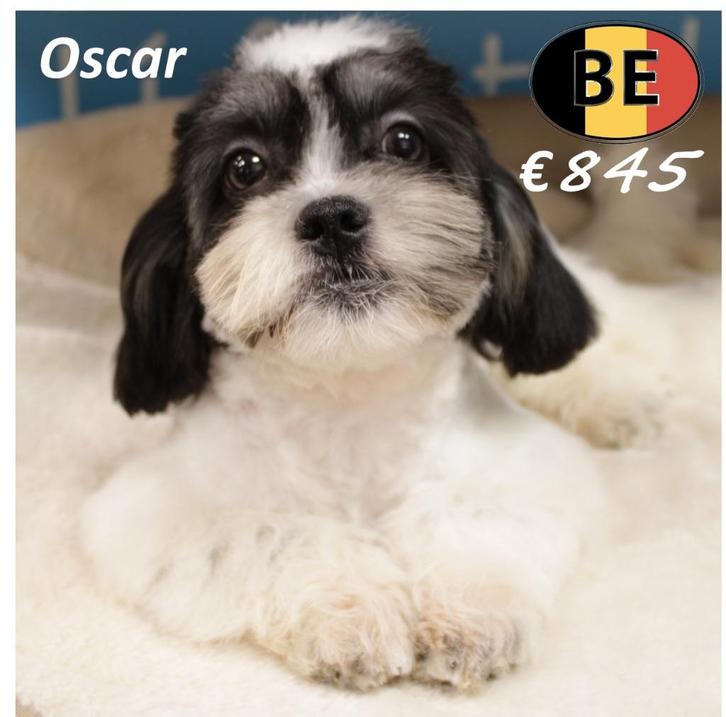 Oscar - Schattige Lhasa Apso reutje, Dieren en Toebehoren, Honden | Chihuahua's en Gezelschapshonden, Reu, Overige rassen, Handelaar