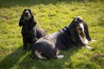 Honden opvang, Particuliere oppas