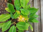 Lotusbanaan  musella lasiocarpa, Ophalen
