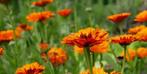 zaden van goudsbloem, Tuin en Terras, Bloembollen en Zaden, Ophalen of Verzenden, Voorjaar, Volle zon, Zaad