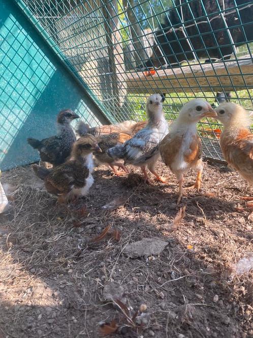 Kuikens te koop, Dieren en Toebehoren, Pluimvee, Kip, Geslacht onbekend