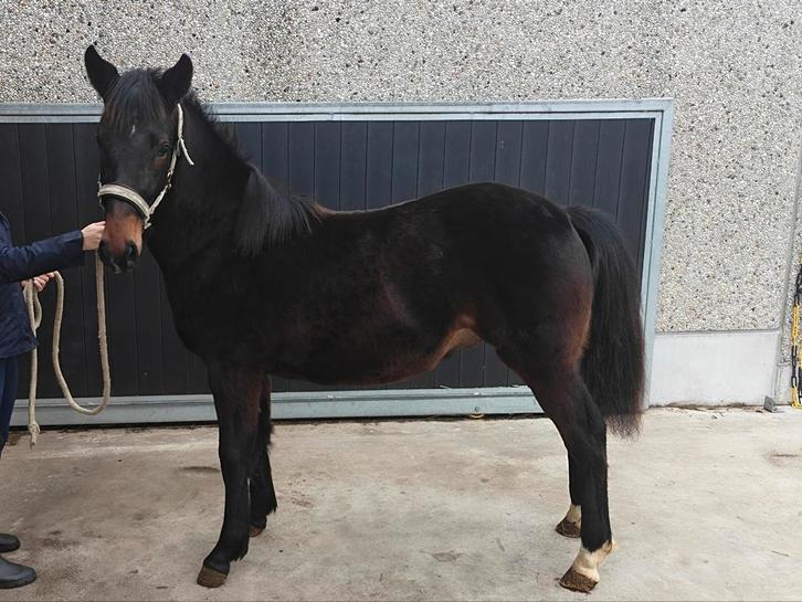 New Forest hengst, Dieren en Toebehoren, Pony's, Hengst
