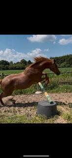 D pony welsh en shetlander te koop, Dieren en Toebehoren, Paarden, Merrie