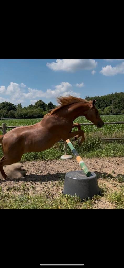 D pony welsh en shetlander te koop, Dieren en Toebehoren, Paarden, Merrie