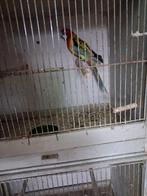 Rosellas, Dieren en Toebehoren, Vogels | Parkieten en Papegaaien