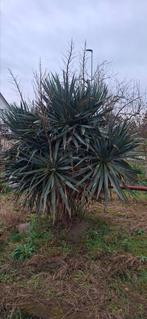 Plante de palmier, Enlèvement ou Envoi