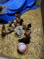 Sabelpoot kippen, Enlèvement, Neuf