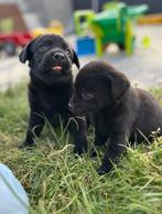 Leuke zwarte labrador pups, België, CDV (hondenziekte), 8 tot 15 weken, Labrador retriever