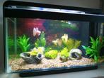 Aquarium Superfish 25, Dieren en Toebehoren, Ophalen, Zo goed als nieuw, Leeg aquarium