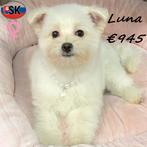 Luna, magnifique chiot Pomapoo blanc - à vendre, 15 semaines à 1 an, Hépatite contagieuse (maladie de Rubarth), Un chien, Étranger