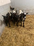 Jonge Dwerggeitjes, Dieren en Toebehoren, Meerdere dieren, Geit, 0 tot 2 jaar