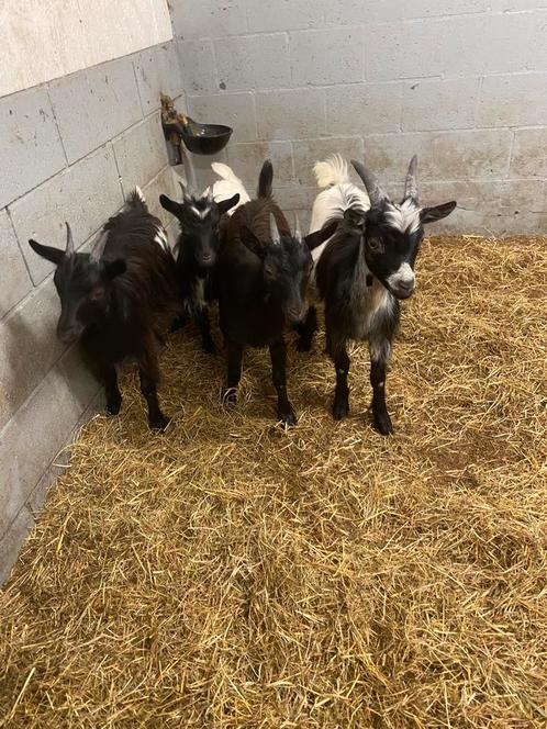 Jonge Dwerggeitjes, Dieren en Toebehoren, Schapen, Geiten en Varkens, Geit, Meerdere dieren, 0 tot 2 jaar