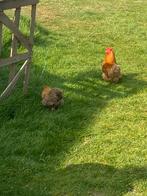 Trio’s Cochin kriel Buff en Meerzomig bruin, Dieren en Toebehoren, Pluimvee, Meerdere dieren, Kip
