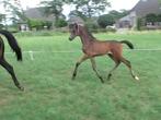 Hengst veulen Le Formidable X Apache X Londonderry, Dieren en Toebehoren, Paarden, Met stamboom, Niet van toepassing, Dressuurpaard