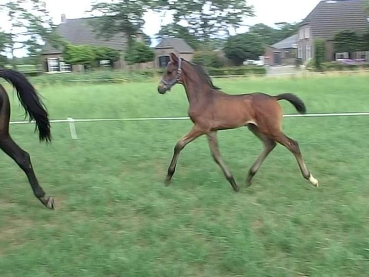 Hengst veulen Le Formidable X Apache X Londonderry, Dieren en Toebehoren, Paarden, Hengst, Niet van toepassing, 0 tot 2 jaar, Dressuurpaard