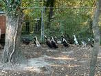 Indische loopeenden, Dieren en Toebehoren, Pluimvee, Meerdere dieren, Eend
