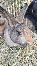 Dwergkonijntjes V, Dieren en Toebehoren, Konijnen, Vrouwelijk