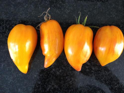 5 zaden van tomaat Yellow Fire - multicolor roma tomaat BIO, Tuin en Terras, Bloembollen en Zaden, Zaad, Voorjaar, Volle zon, Verzenden