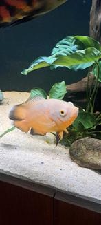 Pauwogen te koop., Dieren en Toebehoren, Vissen | Aquariumvissen