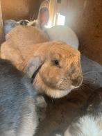 Franse hangoren, Dieren en Toebehoren, Konijnen, Vrouwelijk, Groot, Hangoor, 0 tot 2 jaar