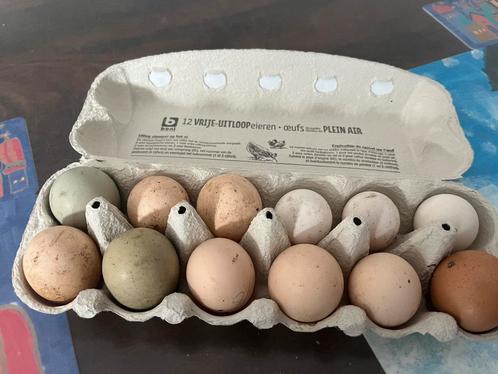 Verassings broedeieren, Dieren en Toebehoren, Pluimvee, Kip, Geslacht onbekend