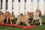Shiba Inu pups, Belgisch fokker, Dieren en Toebehoren, Honden | Poolhonden, Keeshonden en Oertypen, België, CDV (hondenziekte)