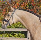 Mooie PRE hengst, Dieren en Toebehoren, Paarden, Hengst