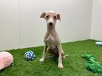 Italiaans Windhondje puppy, Dieren en Toebehoren, België, 8 tot 15 weken, CDV (hondenziekte), Eén hond