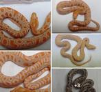 Tijgerpythons, Dieren en Toebehoren, Slang, 0 tot 2 jaar