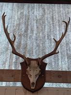 Groot damhertgewei in goede staat te itegem, Antiek en Kunst, Antiek | Overige Antiek, Ophalen