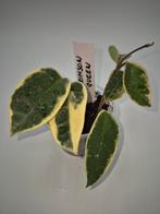 Hoya Krimson Queen, Huis en Inrichting, Ophalen of Verzenden